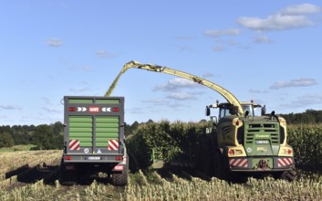 Forage harvesters harvesting corn, Schleswig-Holstein, Germany