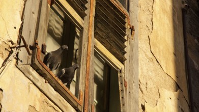Old town of Nauplion, Two doves sitting on a rustic window sill of an old building in sunlight,