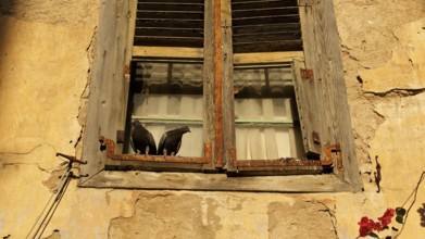 Old town of Nauplion, Two doves on an old, weathered window sill in sunlight, Nauplion, Nafplion,