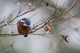 Kingfisher (Alcedo atthis), Emsland, Lower Saxony, Germany