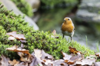 Robin (Erithacus rubecula), Emsland, Lower Saxony, Germany