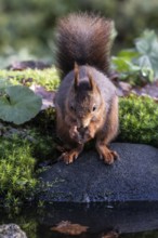 Squirrel (Sciurus vulgaris), Emsland, Lower Saxony, Germany