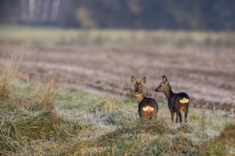 Deer (Capreolus capreolus), Emsland, Lower Saxony, Germany