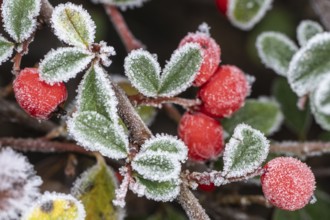 Cotoneaster (Cvotoneaster dammeri), fruits, Emsland, Lower Saxony, Germany