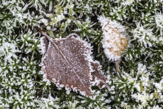 Birch leaves (Betula pendula) on moss in hoarfrost, Emsland, Lower Saxony, Germany