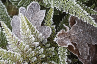 Fern (Polystichum setiferum) with hoarfrost, Emsland, Lower Saxony, Germany