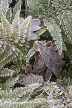 Fern (Polystichum setiferum) with hoarfrost, Emsland, Lower Saxony, Germany