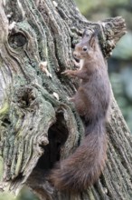 Squirrel (Sciurus vulgaris), Emsland, Lower Saxony, Germany