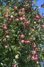 Rore apples (Malus) on a tree, Othenstorf, Mecklenburg-Western Pomerania, Germany
