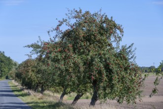 Apple tree (Malus) with ripe apples on a country road, Othenstorf, Mecklenburg-Western Pomerania,