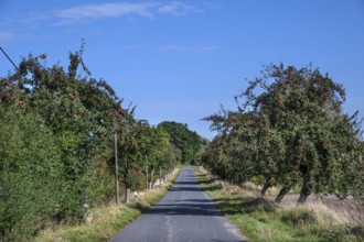 Alley of apple trees (Malus) with ripe apples on a country road, Orthenstorf, Mecklenburg-Western