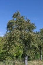 Pear tree (Pyrus) full of ripe fruit, blue sky, Othestorf, Mecklenburg-Western Pomerania, Germany