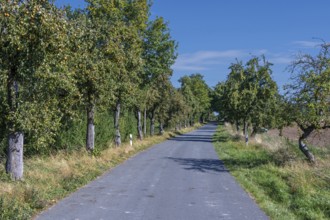 Pear tree avenue (Pyrus) with ripe fruits on a country road, Othenstorf, Mecklenburg-Western