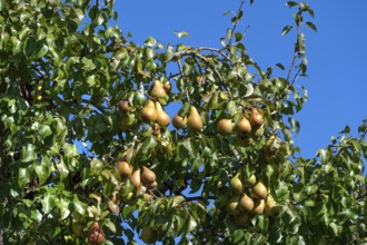 Ripe pears (Pyrus) on a tree, blue sky, Othenstorf, Mecklenburg-Western Pomerania, Germany
