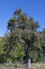 Pear tree (Pyrus) full of ripe fruit, blue sky, Othestorf, Mecklenburg-Western Pomerania, Germany