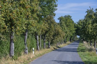 Pear tree avenue (Pyrus) with ripe fruits on a country road, Othenstorf, Mecklenburg-Western