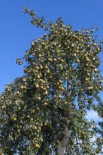 Pear tree (Pyrus) full of ripe fruit, blue sky, Othestorf, Mecklenburg-Western Pomerania, Germany