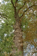 Old ash tree (Fraxinus excelsior) on an estate, Othenstorf, Mecklenburg. -Vorpommern, Germany