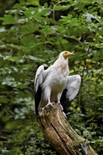 Dirty vulture (Neophron percnopterus) sitting on tree stump, captive, Switzerland