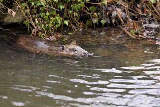 Eurasian beaver, European beaver (Castor fiber), swimming in a stream, Canton of Zug, Switzerland