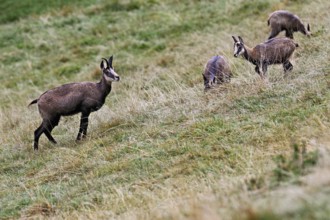A group of chamois (Rupicapra rupicapra) standing in a meadow, Chamonix-Mont-Blanc, Haute-Savoie,