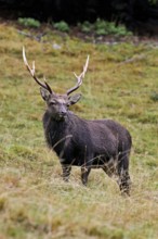 Sika deer (Cervus nippon) standing in meadow, Parc de Merlet, Chamonix-Mont-Blanc, Haute-Savoie,