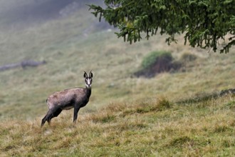 Chamois (Rupicapra rupicapra) standing in a meadow, Chamonix-Mont-Blanc, Haute-Savoie, France