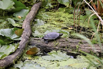European pond turtle (Emys orbicularis) sitting on tree trunk, Switzerland