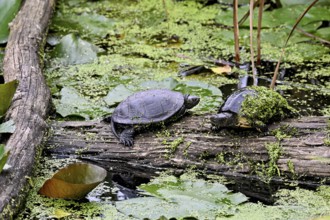 Two European pond turtles (Emys orbicularis) sitting on tree trunk, Switzerland
