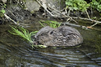 Eurasian beaver, European beaver (Castor fiber), grass-eating on the banks of a stream, Canton of