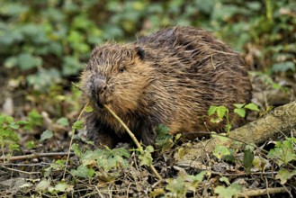 Eurasian beaver, European beaver (Castor fiber), eats leaves on the banks of a stream, Canton of