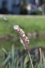 Faded cattail (Typha), in a pond, Othenstorf, Mecklenburg-Western Pomerania, Germany