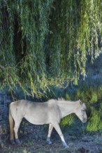 Horse, mold under a willow tree (Salix), Othenstorf, Mecklenburg-Western Pomerania, Germany