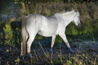 White mare grazing in reeds, Othenstorf, Mecklenburg-Western Pomerania, Germany