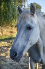 Horse, portrait of a mold in the pasture, Othenstorf, Mecklenburg-Western Pomerania, Germany
