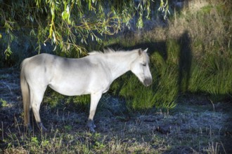 White mare under a willow (Salix) on a moor, Othenstorf, Mecklenburg-Western Pomerania, Germany