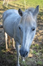 Horse, mold in the pasture, Othenstorf, Mecklenburg-Western Pomerania, Germany