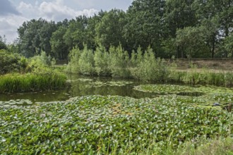 Water lilies (Nymphaea), pink, Bourtange Netherlands
