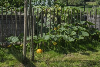 Vegetable garden, raised beds, pumpkin plant, Gelderland, Netherlands