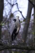 Grey heron, autumn, Germany