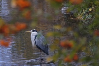 Grey heron, autumn, Germany