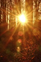 Forest on a November evening, sunset, autumn, Germany