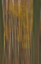 Forest in November, abstracted, blurring, autumn, Germany