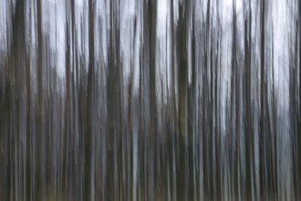 Forest in November, abstracted, blurring, autumn, Germany