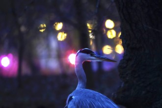 Grey heron in the evening in a city, autumn, Germany