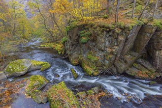 River Bode running through forest showing autumn colours, fall colors at Nature reserve Bode Valley