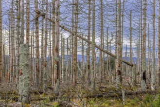 Dead spruce trees in forest in the Harz Mountains in autumn, damage caused by bark beetle