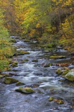 River Bode running through forest showing autumn colours, fall colors at Nature reserve Bode Valley