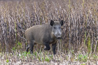 Solitary wild boar (Sus scrofa) sow foraging along edge of farmland, stubble field in summer