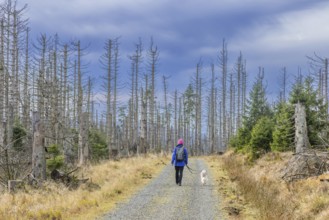Walker with dog walking through bark beetle infested forest with dead spruce trees in the Harz